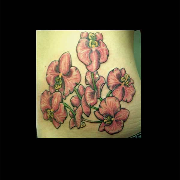 Clay Willoughby - Orchids